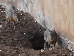 Zoo de Barcelona 31-01-12 470 Zoo de Barcelona 31-01-12 470