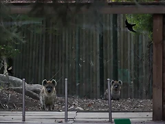 Zoo de Barcelona 31-01-12 457 Zoo de Barcelona 31-01-12 457