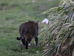 Zoo de Barcelona 31-01-12 512 Zoo de Barcelona 31-01-12 512