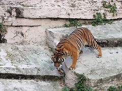 Zoo de Barcelona 31-01-12 445 Zoo de Barcelona 31-01-12 445