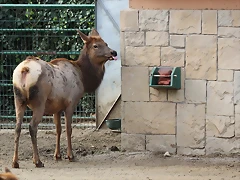 Zoo de Barcelona 31-01-12 052 Zoo de Barcelona 31-01-12 052
