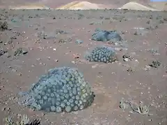 Copiapoa taltalensis fma.desertorum