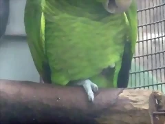 Amazona finschi Amazona finschi
