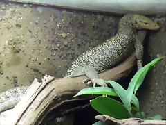 Varanus melinus (14-8-13 Zoo de Praga) Varanus melinus (14-8-13 Zoo de Praga)
