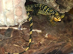 Varanus cumingi 2 (31-7-21 Oasys Mini Hollywood) Varanus cumingi 2 (31-7-21 Oasys Mini Hollywood)
