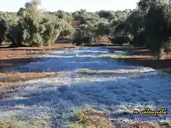 01, hielo en el campo, marca