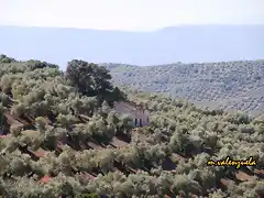 10, cortijo de Temisto, marca