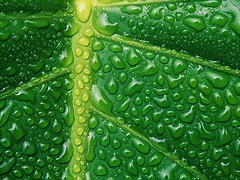 Fresh and Cool Fresh and Cool