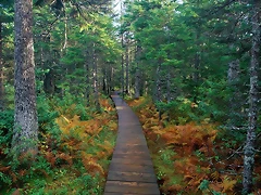 Fundy National Park, New Brunswick Fundy National Park, New Brunswick
