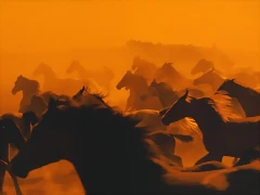 Galloping Herd Galloping Herd