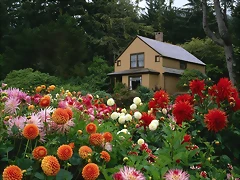 Garden House and Dahlias, Shore Acres State Park, Oregon Garden House and Dahlias, Shore Acres State Park, Oregon