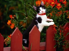 Garden Variety Garden Variety