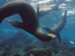 Gal?pagos Sea Lions, Gal?pagos Islands Gal?pagos Sea Lions, Gal?pagos Islands