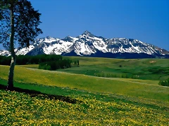 Full Bloom, San Juan Mountains, Colorado Full Bloom, San Juan Mountains, Colorado