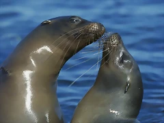 Galapagos Sea Lions, Punta Espinosa, Fernandina Island, Galapagos Galapagos Sea Lions, Punta Espinosa, Fernandina Island, Galapagos
