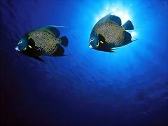 French Angelfish French Angelfish