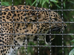 Zoo de Barcelona 23-07-2010 277 Zoo de Barcelona 23-07-2010 277
