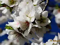 014, flor  blanca del almendro, marca