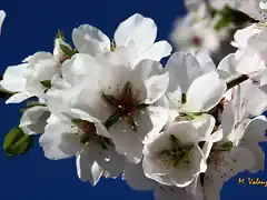 005, flores de almendro 2, marca