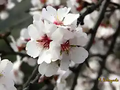 011, flor de al mendro, marca