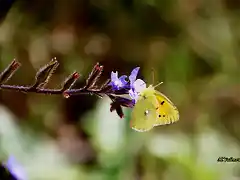 15, mariposa, marca