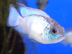 Andinoacara pulcher 'Electric Blue' Andinoacara pulcher 'Electric Blue'
