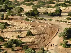 13, la ovejas de lejos, marca