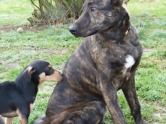 dingo1 dingo1