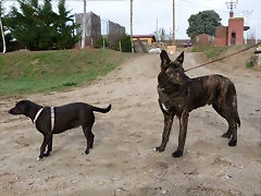 dingo3 dingo3