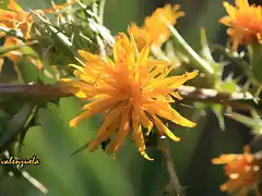 019, flores desaliadas, marca