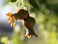 005, granadas creciendo en las caadas, marca