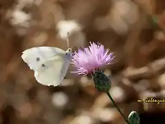 024, florecilla de la retama, marca