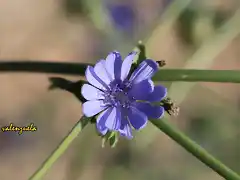 023, florecilla  azul, marca