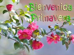 primavera