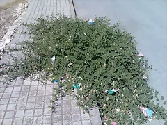 alcaparronera
