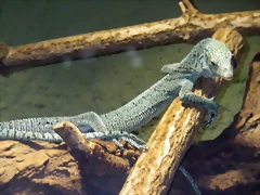 Varanus kordensis 1 (16-6-13 Terarium Praha, Dubeč) Varanus kordensis 1 (16-6-13 Terarium Praha, Dubeč)