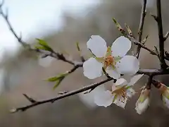 110-AFVA - el almendro... - Chicote