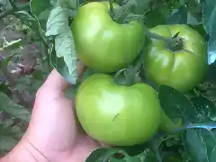 Tomates2016