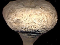 siphoniapyriformis siphoniapyriformis