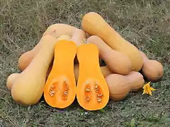 1280px-Cucurbita_moschata_Butternut_2012_G2