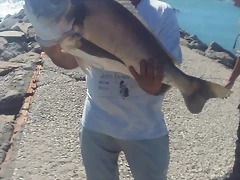 dorada7kg