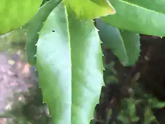 Acebi?o Ilex canariensis