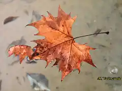 03, hojas en el agua, marca