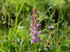 IMG_6764 IMG_6764