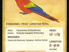 guacamayo rojo