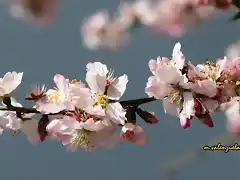 almendro en flor, marca