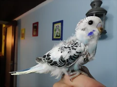 pollito1b pollito1b