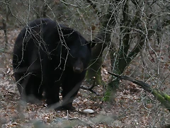 Zoo Lyon + Safari Peaugres febrer 2011 957 Zoo Lyon + Safari Peaugres febrer 2011 957