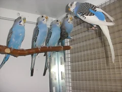 Caramelo y sus hijos 1-9-10