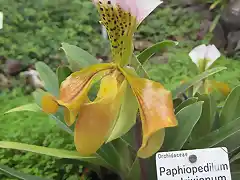 568px-Paphiopedilum_gratrixianum_03